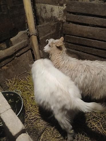 белая собака: Продаю | Коза (самка) | Для разведения — 1