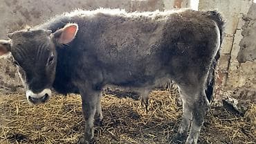 уй участок: Сатам | Музоо | Аргын | Бордоп семиртүү үчүн — 8