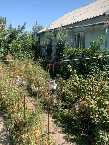 продажа домов в беловодске кыргызстан: Дом, 92 м², 5 комнат, Собственник, Старый ремонт — 17