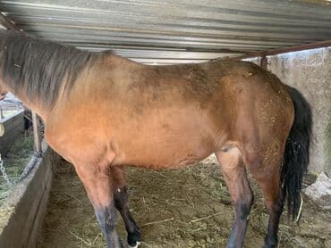 отдам породистую собаку: Продаю | Жеребец | Для разведения | Племенные — 4