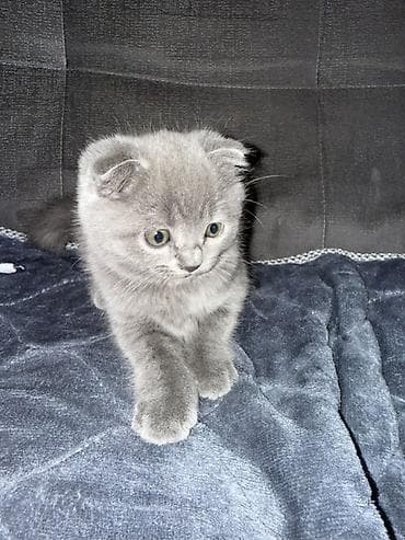 сфинкс кот: Скотиш Фолд (Шотландская вислоухая), 2 месяца, Девочка, Голубой, Приучена к лотку — 2