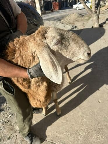 бир: Сатам | Кочкор (эркек) | Арашан | Көбөйтүү үчүн — 4