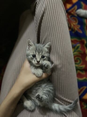 мейн кун бишкек питомник lyubushka купить котенка цена фото: 2 месяца, Девочка, Приучена к лотку — 5