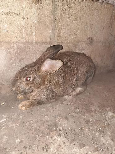 карликовые козы: Продаю | Кролик самец | Для разведения — 1