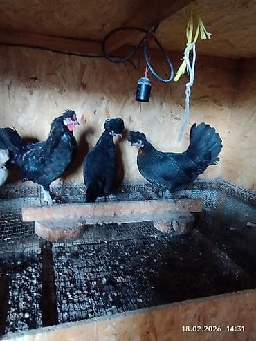 белый леггорн: Продаю карликов. петушок и 3 курочки. 5 месяцев начинают — 4