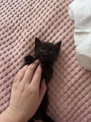 кдц корм для цыплят: Беспородная, 2 месяца, Девочка, Биколор, Приучена к лотку — 2