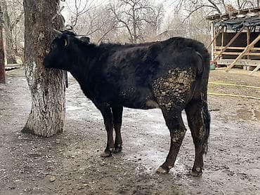 племенные коровы молочные купить: Продаю | Корова (самка) | Голштин | Для разведения, Для молока — 3