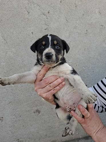 Вязка собак: Щенки средних размеров, помесь дворняжек/пастушьих типов. Возраст — — 5