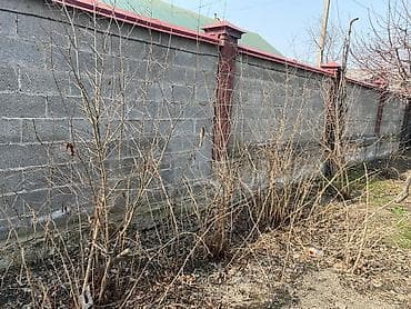 малина урук: Продам саженцы: винограда 3 сорта, гранат, малина — 7