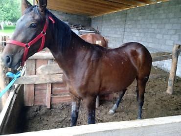 кона: Продаю | Кобыла (самка) — 4
