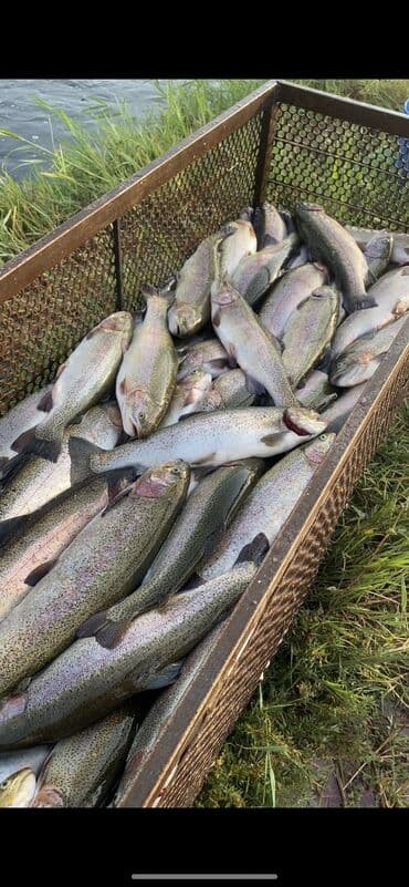 куриная грудка цена за 1 кг бишкек: До 1 кг, 2 кг, Самовывоз, Платная доставка — 2