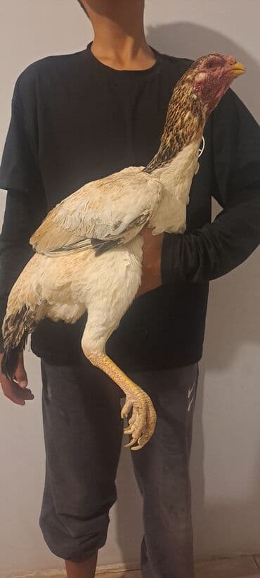 купить собаку породистую: Продаю | Куры | Бойцовая | Для разведения — 2