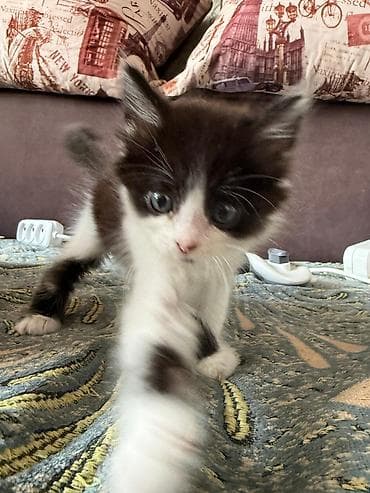 котёнки маленькие: Котята, домашние, игривые и ласковые. - Возраст: примерно 1–1,5 — 3