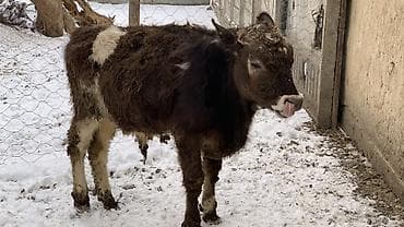 токмок животные: Продаю | Музоо, торпок | Полукровка | На откорм — 7