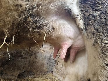 дойные коровы: Продаю | Корова (самка) | Для молока | Привязанные — 4