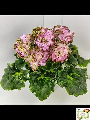 В продаже детки стартеры, взрослые сортовые фиалки, Отправка по