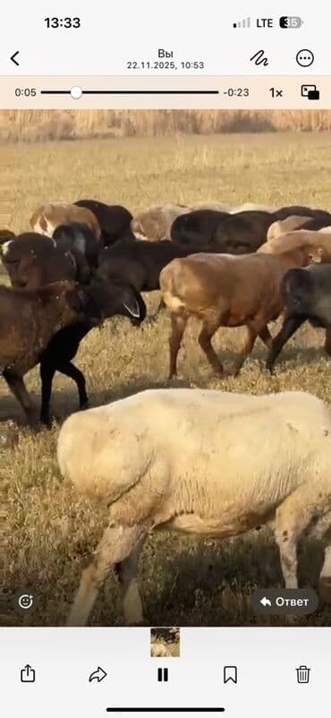 куплю авчарку васточный еврапейца кабиля: Продаю | Овца (самка) | На забой — 4