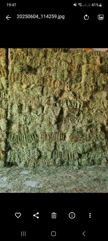 куда можно отдать кошку в бишкеке: Тюки хорошие плотные, 1 укос 2000 штук — 1