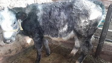 голштин корова: Продаю | Музоо, торпок | Бельгийская | На откорм | Привязанные — 2