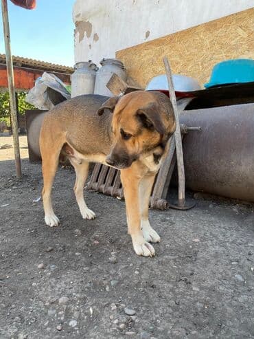 сколько стоит бульдог: Представляем домашнего питомца с короткой шерстью, имеющего — 1