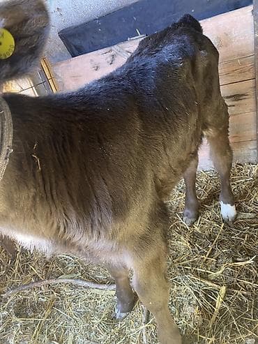 Ветеринар кызматы: Сатам | Музоо | Бордоп семиртүү үчүн — 4