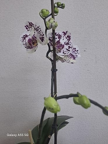 водяные лилии: 2 цветанос + горшок фитильный полив — 2