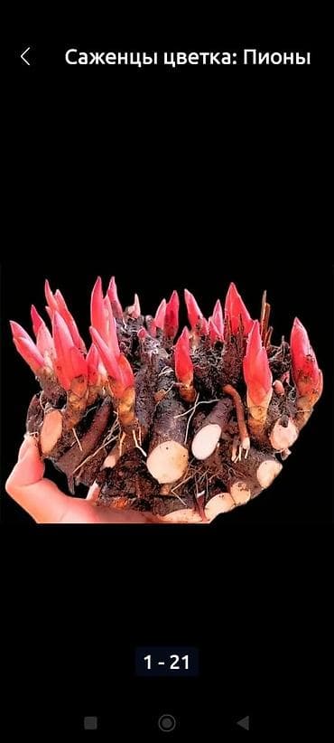 Пионы — клубни/саженцы. Пионы травянистые. Пионы клубнями Пионы