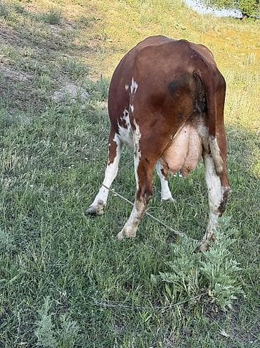 сколько стоит щенок золотистого ретривера: Продаю | Корова (самка), Бык (самец) | Герефорд, Симментальская — 4