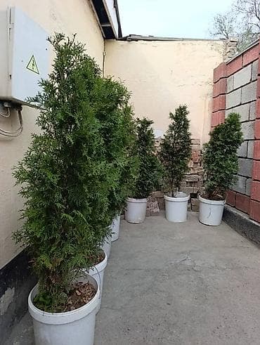 дерев: Туи в контейнерах (вертикальные хвойные кусты для сада) Туя — 1