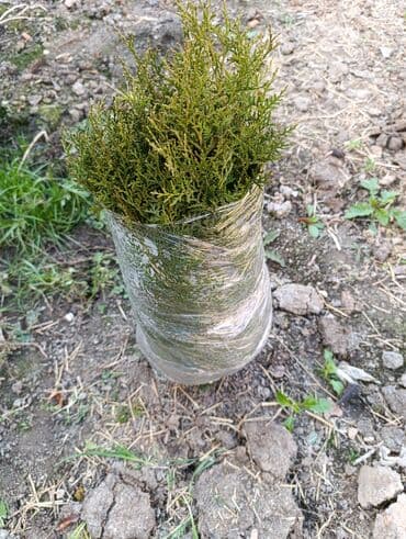 саженцы туя колоновидный: Көчөттөр дарактардын: Карагайлар — 2