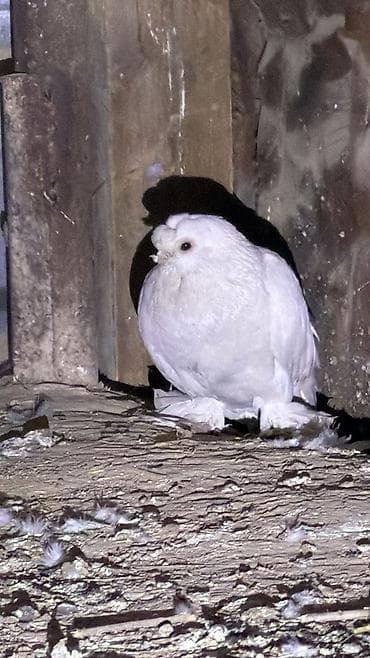 Животные: Продаю голуби маланос пара идиал — 2