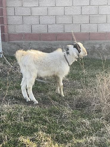 сабака дратхар: Продаю | Козёл (самец) | Полукровка | Для разведения | Осеменитель — 3