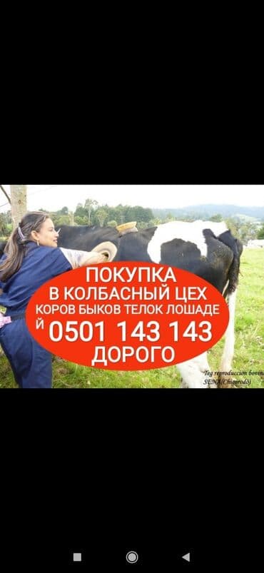 Куплю | Коровы, быки, Лошади, кони, Другие с/х животные | Круглосуточно, Любое состояние, Забитый