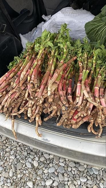 кола бишкек: Кымыздык сатылат
Оптом 15сомдон
Свежий салабыз — 1