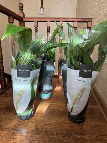 женское счастье цветы: Спатифиллум шикарный сорт женское счастье 
Комнатные цвет — 1