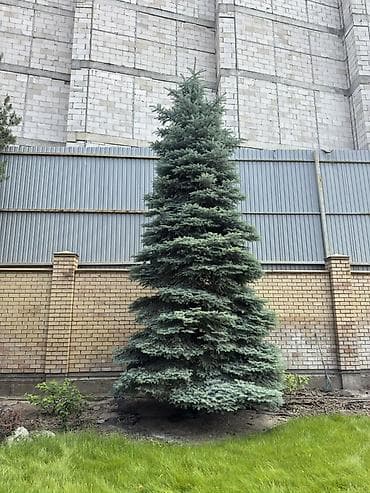 семена голубой ели купить: Ель голубая (Picea pungens, blue spruce) — крупные декоративные — 2