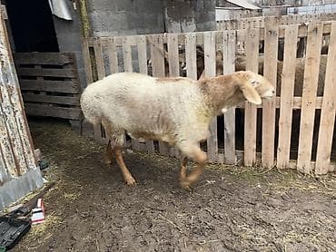 собака щпиц: Продаю | Баран (самец) | Арашан | Для разведения — 4