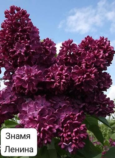 саженцы лаванды: Сирень — декоративные сорта для сада Доступные сорта на фото: - — 3