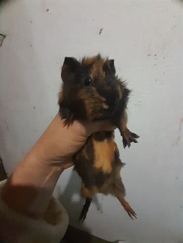 шарик для хомяка: Морские свинки, возраст от 2-5месяцев. Цена 550 сом — 4