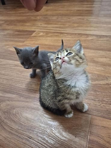 Котята домашние, примерно 4–6 недель. - Окрас: один дымчато‑серый