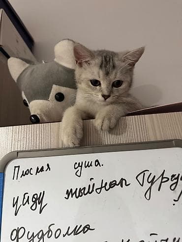 Үй жаныбарлары: Скотиш Страйт (Шотландиялык тик кулактуу), 3 айлык, Ургаачы, Лотокко барууга үйрөтүлгөн — 2