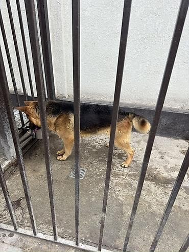 немецкая овчарка токмок: Собака даром: Овчарка, 4 года, Самец, С прививкой — 4