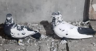 попугаи кара балта: Андижанские пара 2000 сом — 2