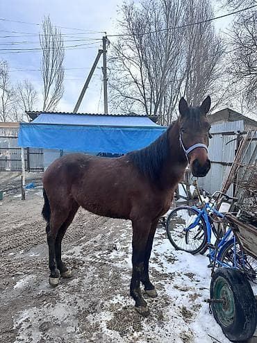 бойка эр: Сатам | Байтал | Жумушка | Мерин — 7