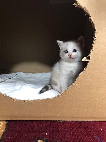 кошки шотландские: Продаю котят Скотти- страйк с голубыми глазами и дымчатыми — 9