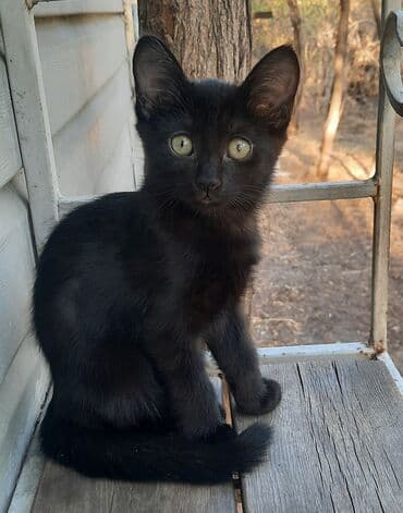 домашние кошки: Кошка даром: Беспородная, 3 месяца, Девочка, Проглистована — 1
