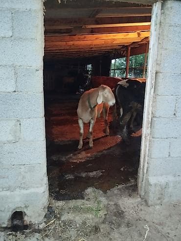 Продаю | Баран (самец) | Для разведения | Осеменитель