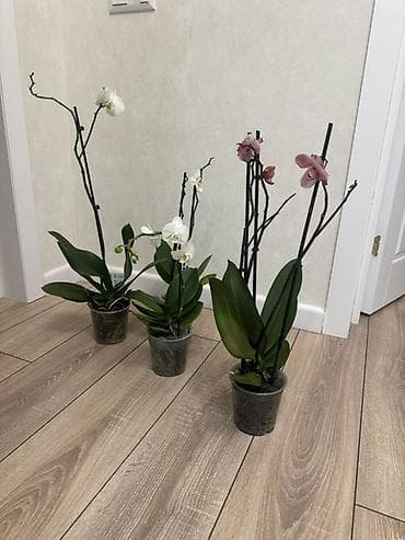 орхидея бишкек цена: Орхидеи Голландские Phalaenopsis сортовые цветущие по 800 сомов — 2