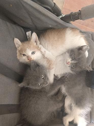 где можно купить кошку в бишкеке: Кошка даром: Беспородная, 2 месяца, Мальчик — 1