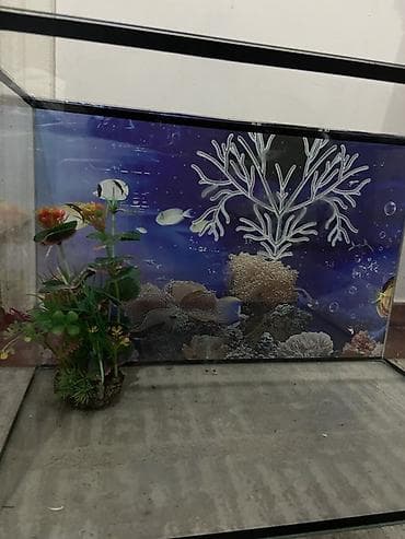 купить рыбу клоуна: Аквариум из стекла с декоративным фоном - Прямоугольный аквариум из — 4